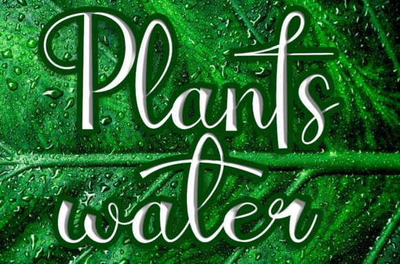 Plantswater Font for Elegant Design